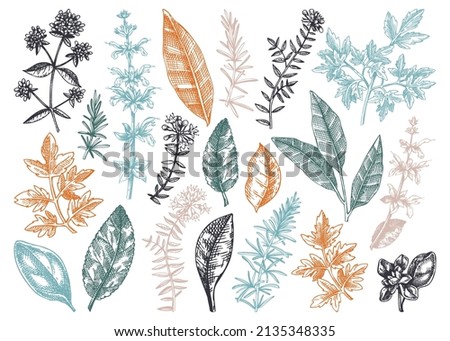 Vector collection of typical herbs and spices leaves. Hand-sketched kitchen herbal plants illustration. Aromatic food cooking ingredients collection. Hand-drawn herbs for Italian cuisine Royalty-Free Stock Photo #2135348335