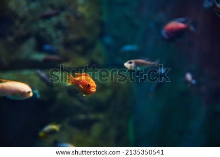 Colorful fishes in the deep under water, sea fish in zoo aquarium, close up Royalty-Free Stock Photo #2135350541