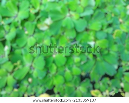Blurry abstract background of green mini lotus, shoot on high angle