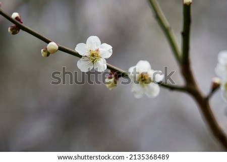 White plum blossoms are in bloom in the plum garden. 
Scientific name is Prunus mume.English name is Japanese apricot.