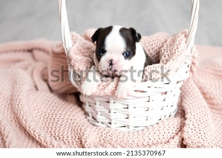 A tiny Boston Terrier puppy sitting in a white basket on a pink blanket Pets. Dog. Sweet. Cute