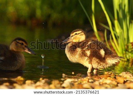 The mallard or wild duck (Anas platyrhynchos) small newborn swimming on the lake. Morning sun. Green background.
