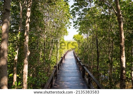Wooden floor bridge in green mangrove forest blue sky background sunny day. Mangroves are group of trees and shrubs that live in coastal intertidal zone. Save environmental and travel concept.