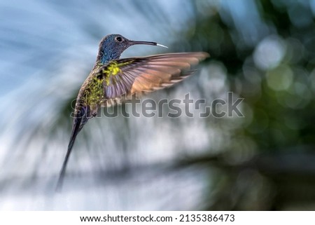 a beautiful hummingbird flying in the morning