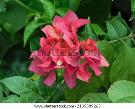 exotic bougainvillea flower is blooming in the flower garden, it is very stunning