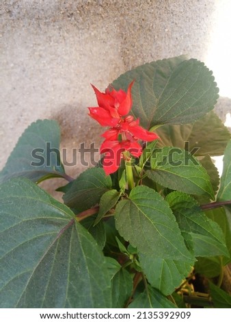 Scarlet sage red colour flowers with leaf photo and wall image.