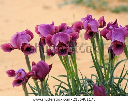 Wild irises bloom in the desert. Blurred background. Royalty-Free Stock Photo #2135401173