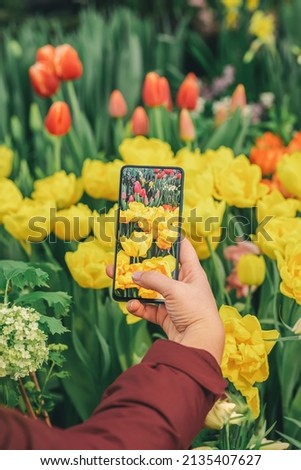 Hand of girl holding smartphone and taking photo of bright colorful tulips. Modern technology and spring nature concept