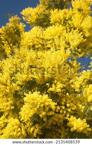 Acacia derwentii  with yellow flowers on blue background, mimosa tree, Acacia dealbata Royalty-Free Stock Photo #2135408539
