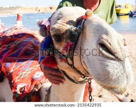 the camel looks into the camera. the animal has colorful decorations on it.