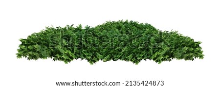 Tropical plant flower bush tree isolated on white background with clipping path. Royalty-Free Stock Photo #2135424873