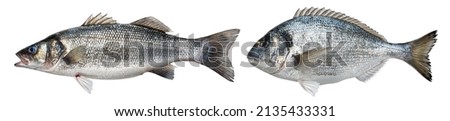 Raw sea bass, dorado fish isolated on white background 