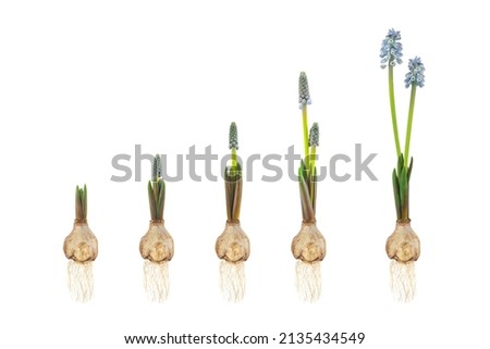 Growth stages of a blue grape hyacinth from flower bulb to blooming flower isolated on a white background Royalty-Free Stock Photo #2135434549