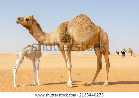 Camel mother and her baby camel in the Abu Dhabi desert, United Arab Emirates, Middle East. Royalty-Free Stock Photo #2135440275