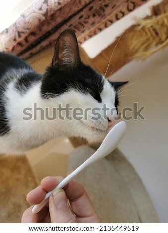 A black and white domestic cat licks a spoon with cottage cheese.