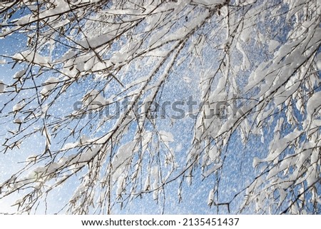 Snow-covered tree branches on a frosty winter day. Winter weather. Natural background.