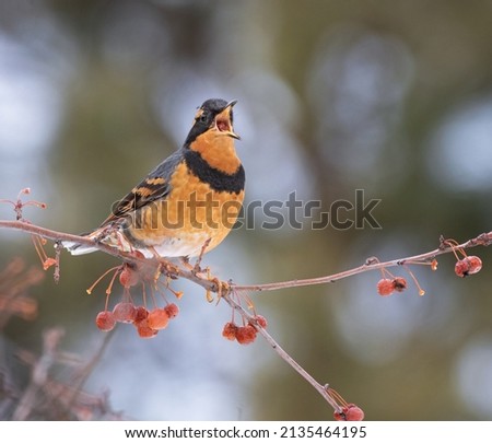 varied thrush eating a berry from a crab apple tree  Royalty-Free Stock Photo #2135464195