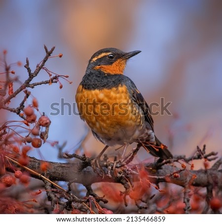 varied thrush eating a berry from a crab apple tree  Royalty-Free Stock Photo #2135466859