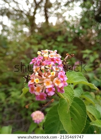 Lantana flower s,trees beautiful,camera,macri lens Royalty-Free Stock Photo #2135469747