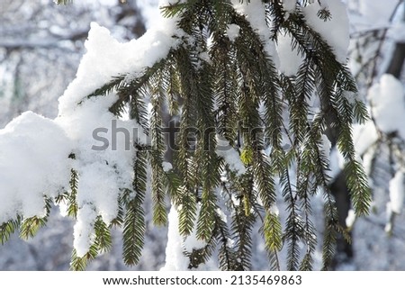 A snow-covered spruce branch on a frosty winter day. Winter weather. Natural background.