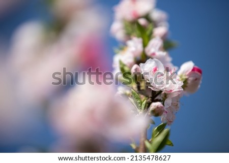 Cherry Blossom indicates the beginning of Spring season.