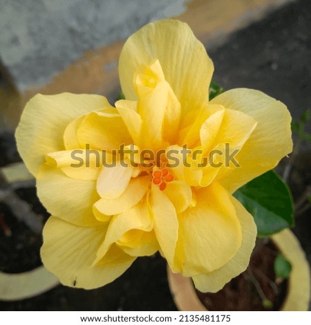 Closeup of beautiful yellow flowers blooming in branch of green leaves plant growing in the garden, nature photography, floral gardening background