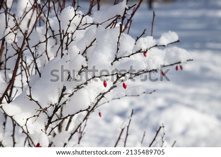 Snow-covered bush on a frosty winter day. Winter weather. Natural background.
