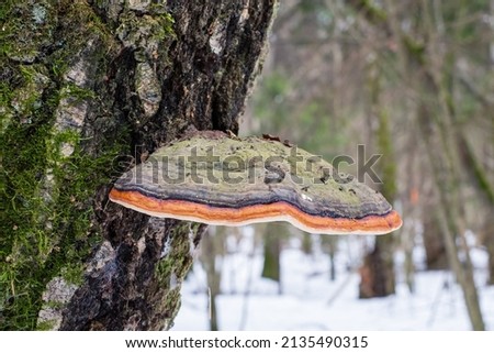 Fomitopsis pinicola, is a stem decay fungus common on softwood and hardwood trees. Its conk (fruit body) is known as the red-belted conk. Royalty-Free Stock Photo #2135490315