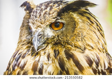beautiful owl with intense eyes and beautiful plumage