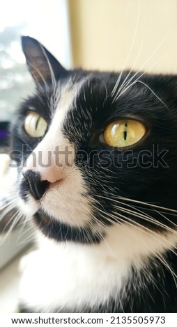 close-up of a black and white cat with yellow eyes