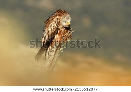 Red kite on its perch in the field