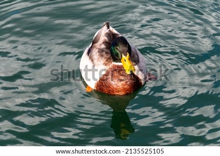 duck swimming in the lake of Bolsena, Italy