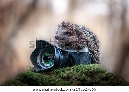 
A charming cute European hedgehog, holding a camera in its paws, a hedgehog, - an animal photographer, in search of wonderful shots, close-up. Natural brown blurred background.