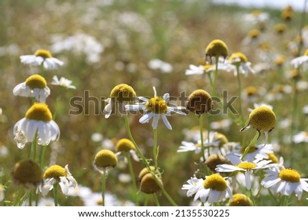 white and yellow chamomile flowers on a meadow in a beautiful field. idyllic harmony of daisies. fresh and wild marguerites. high quality image
