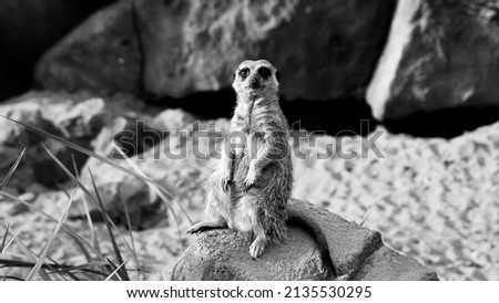 A meerkat sits on a rock. Against the background of a stone wall and a green plant next to the stone. BW. Banner