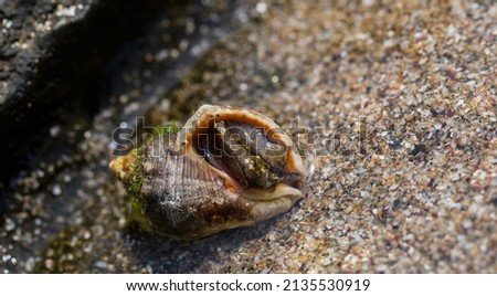 Rapana venosa, common name the veined rapa whelk, a marine gastropod mollusc or whelk, in the family Muricidae, the rock shells. Royalty-Free Stock Photo #2135530919