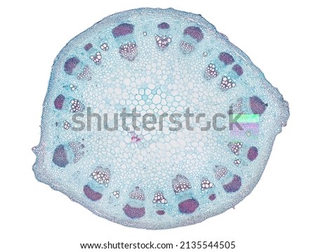 cross section cut slice of plant stem under the microscope – microscopic view of plant cells for botanic education - high quality Royalty-Free Stock Photo #2135544505
