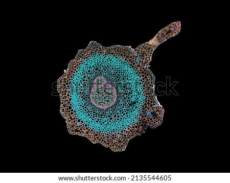 cross section cut slice of plant stem under the microscope – microscopic view of plant cells for botanic education - high quality