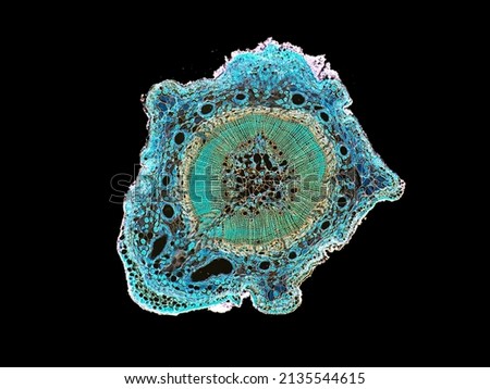 cross section cut slice of plant stem under the microscope – microscopic view of plant cells for botanic education - high quality Royalty-Free Stock Photo #2135544615