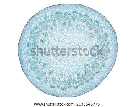 cross section cut slice of plant stem under the microscope – microscopic view of plant cells for botanic education – high quality Royalty-Free Stock Photo #2135545775