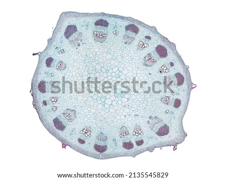cross section cut slice of plant stem under the microscope – microscopic view of plant cells for botanic education – high quality Royalty-Free Stock Photo #2135545829