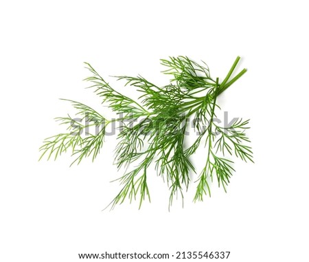 Dill sprig isolated. Fresh fennel twig, herb plant closeup, macro photo of fragrant dill twig on white background top view Royalty-Free Stock Photo #2135546337