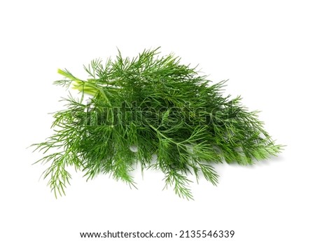 Dill sprig isolated. Fresh fennel twig, herb plant bunch, macro photo of fragrant dill twig on white background