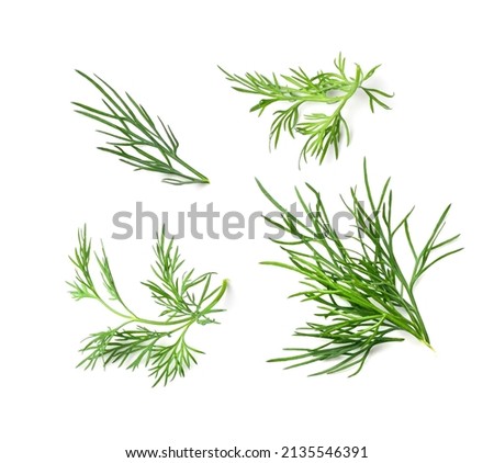 Dill sprig set isolated. Fresh fennel twig collection, herb plant closeup, macro photo of fragrant dill twig on white background top view