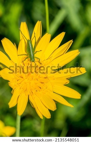 Closeup of a green grasshopper on meadow salsify flower (Tragopogon pratensis) Royalty-Free Stock Photo #2135548051