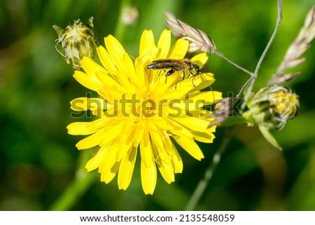 Closeup of a beetle (Oedemera femorata) on meadow salsify flower (Tragopogon pratensis) Royalty-Free Stock Photo #2135548059