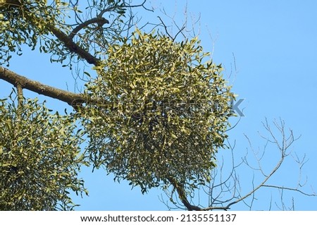 Branch of mistletoe with green leaves and white ripe berries on a tree.