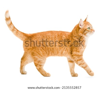 ginger cat walks on a white and isolated background Royalty-Free Stock Photo #2135552857