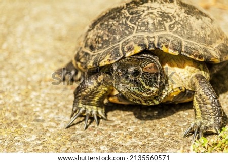 European pond turtle walking on the floor