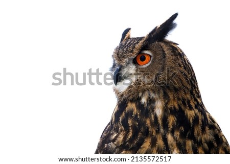 Portrait of owl. Eurasian eagle owl, Bubo bubo, isolated on white background. Detail of beautiful large owl with orange eyes. Wildlife winter nature. Bird in cold winter. Habitat Europe, Asia.